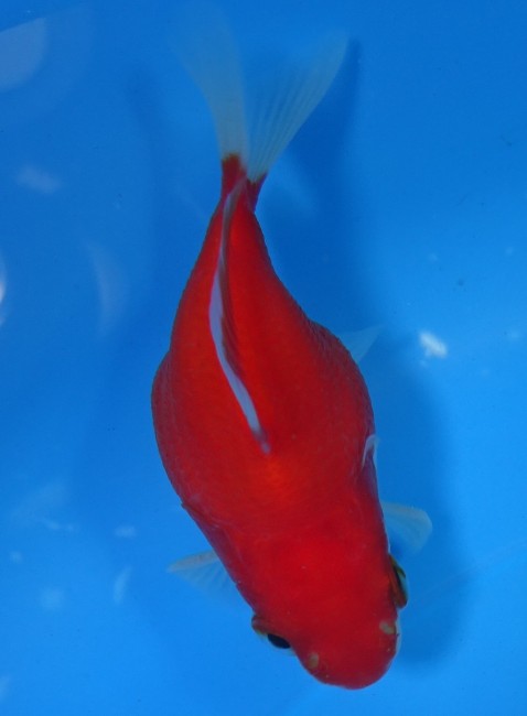 錦屋養鯉場　 福だるま 7cm　錦鯉販売　金魚販売　通信販売　錦屋養鯉場