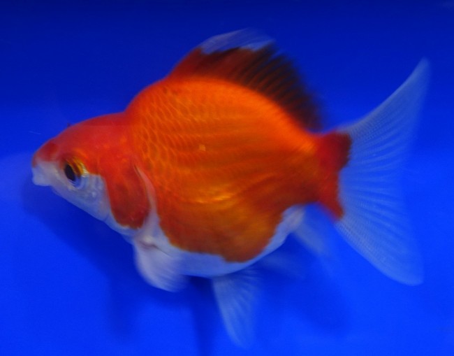 錦屋養鯉場　 福だるま 7cm　錦鯉販売　金魚販売　通信販売　錦屋養鯉場