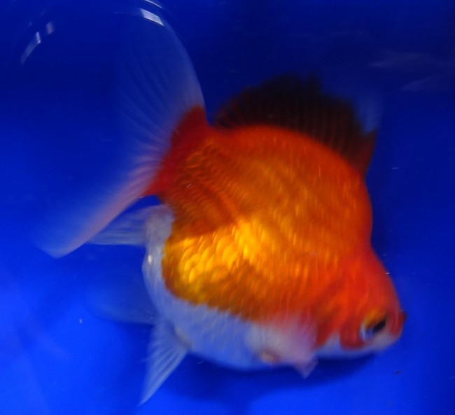 錦屋養鯉場　 福だるま 7cm　錦鯉販売　金魚販売　通信販売　錦屋養鯉場