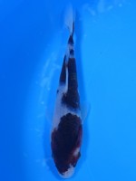　　葡萄衣　15cm　
