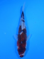 　　葡萄衣　17cm　