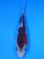 　　ぶどう衣　15cm　