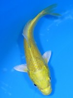  　山吹黄金　13cm 　