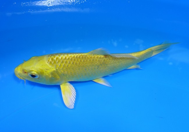 錦屋養鯉場 　黄金　15cm 　錦屋養鯉場 　錦鯉販売　通信販売