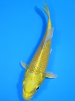  　黄金　15cm 　