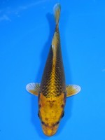  　こがね金兜　13cm 　