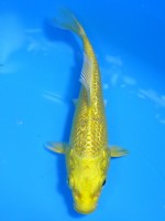  　ダイヤ銀鱗 黄金　13cm 　