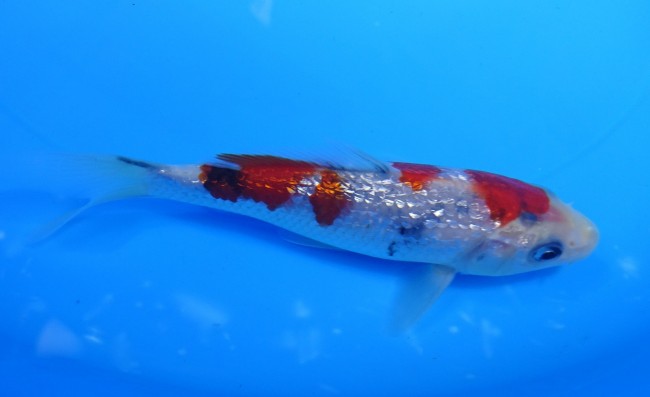 錦屋養鯉場　　ダイヤ銀鱗 大正三色　13cm　錦鯉　金魚　通信販売　錦屋養鯉場