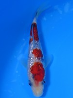 　　ダイヤ銀鱗 大正三色　13cm　