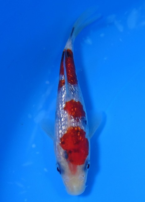 錦屋養鯉場　　ダイヤ銀鱗 大正三色　13cm　錦鯉　金魚　通信販売　錦屋養鯉場