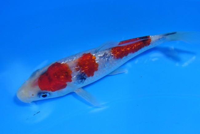 錦屋養鯉場　　ダイヤ銀鱗 大正三色　13cm　錦鯉　金魚　通信販売　錦屋養鯉場
