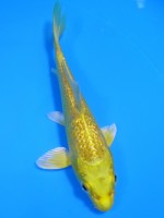  　ダイヤ銀鱗 黄金　13cm 　
