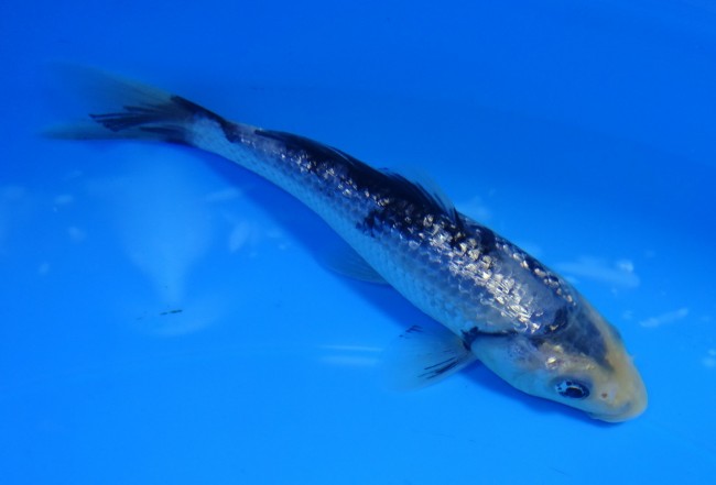 錦屋養鯉場 　ダイヤ銀鱗 白写り　14cm　 錦鯉販売　通信販売　錦屋養鯉場