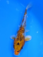  　ダイヤ銀鱗クジャク黄金　14cm 　