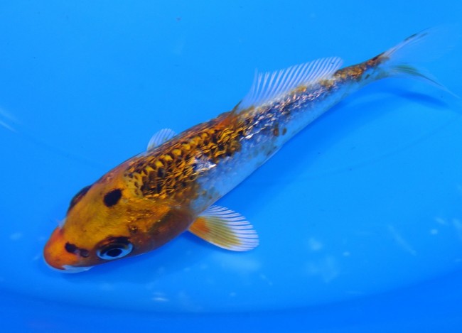 錦屋養鯉場 　ダイヤ銀鱗クジャク黄金　14cm 　錦屋養鯉場 　錦鯉販売　通信販売
