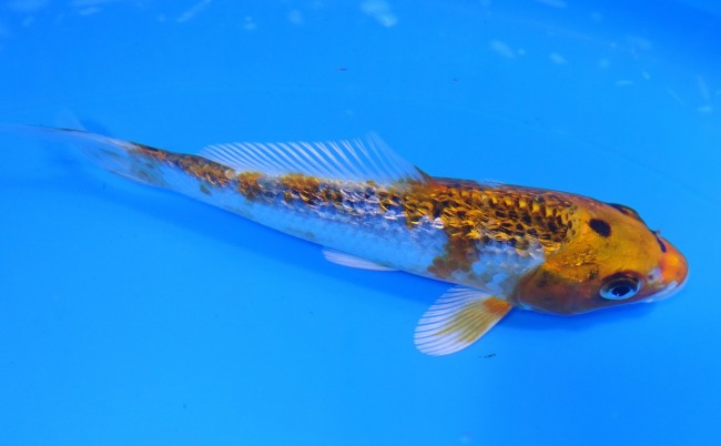 錦屋養鯉場 　ダイヤ銀鱗クジャク黄金　14cm 　錦屋養鯉場 　錦鯉販売　通信販売