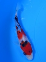 　大正三色　11cm　 