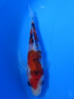  　大正三色　13cm　 