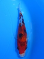  　大正三色　13cm　 