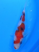  　大正三色　13cm　 