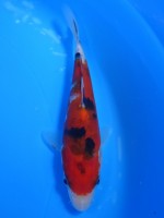  　大正赤三色　14cm　 