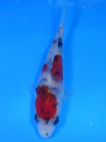  　大正三色　11cm　 