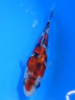  　ダイヤ銀鱗 大正三色　11cm　 