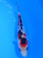  　大正三色　11cm　 