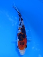  　ダイヤ銀鱗 大正三色　12cm　 