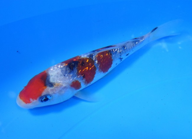 錦屋養鯉場 　ダイヤ銀鱗 大正三色　13cm　 錦鯉販売　通信販売　錦屋養鯉場