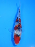  　ダイヤ銀鱗 大正三色　13cm　 