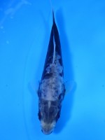 　九紋龍　12cm　