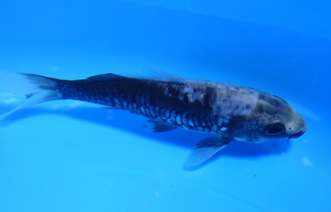 錦屋養鯉場　九紋龍　12cm　錦鯉販売　 金魚販売　通信販売　錦屋養鯉場