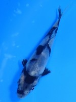 　白写り　10cm　