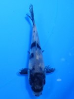 　白写り　9cm　
