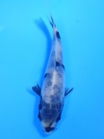 　白写り　11cm