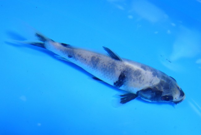錦屋養鯉場　白写り　11cm　錦鯉販売　通信販売　金魚販売　錦鯉養鯉場