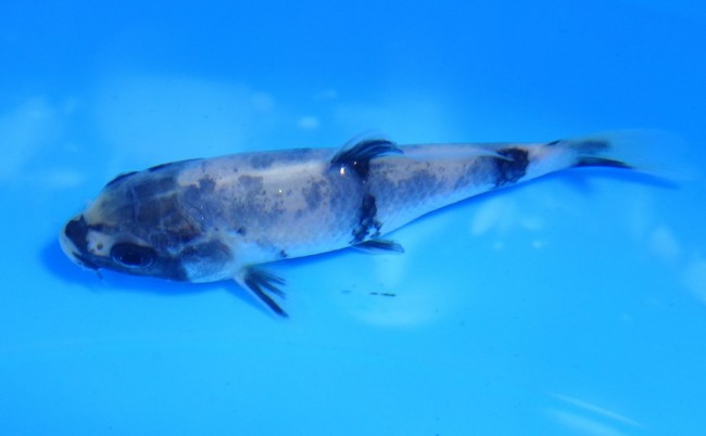 錦屋養鯉場　白写り　11cm　錦鯉販売　通信販売　金魚販売　錦鯉養鯉場