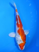  　 桜黄金　17cm　 