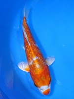  　ダイヤ銀鱗 桜黄金　20cm　 