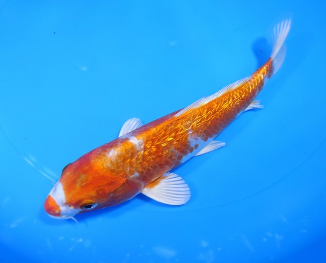錦屋養鯉場 　ダイヤ銀鱗 桜黄金　20cm　 錦鯉販売　通信販売　錦屋養鯉場