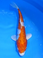  　ダイヤ銀鱗 桜黄金　21cm　 
