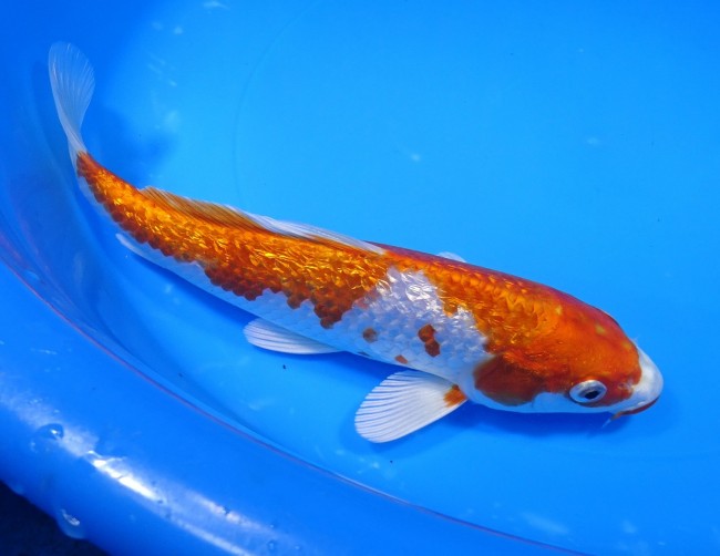 錦屋養鯉場 　ダイヤ銀鱗 桜黄金　21cm　 錦鯉販売　通信販売　錦屋養鯉場