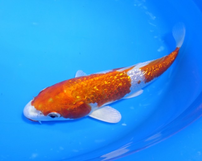 錦屋養鯉場 　ダイヤ銀鱗 桜黄金　21cm　 錦鯉販売　通信販売　錦屋養鯉場