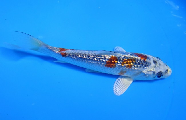 錦屋養鯉場 　ダイヤ銀鱗 クジャク黄金　14cm 　錦屋養鯉場 　錦鯉販売　通信販売