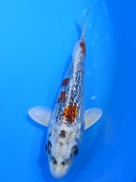  　ダイヤ銀鱗 クジャク黄金　14cm 　