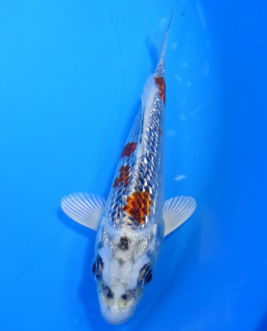 錦屋養鯉場 　ダイヤ銀鱗 クジャク黄金　14cm 　錦屋養鯉場 　錦鯉販売　通信販売