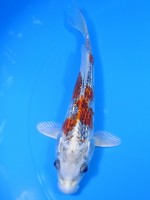 　ダイヤ銀鱗 クジャク黄金　17cm 　