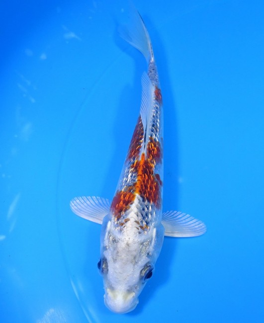 錦屋養鯉場 　ダイヤ銀鱗 クジャク黄金　17cm 　錦屋養鯉場 　錦鯉販売　通信販売