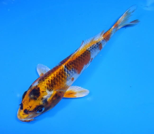 錦屋養鯉場 　クジャク黄金　16cm　 錦鯉販売　通信販売　錦屋養鯉場